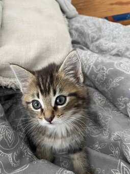 Predam Maine Coon (Mainská Myvália - 7