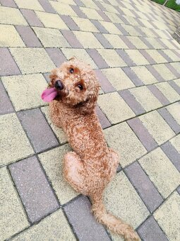 Trpasličí,trpazličí pudlík,pudel- DARUJEM - 7