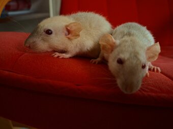 Predám potkaniky - 7