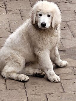 Slovenský čuvač - 7