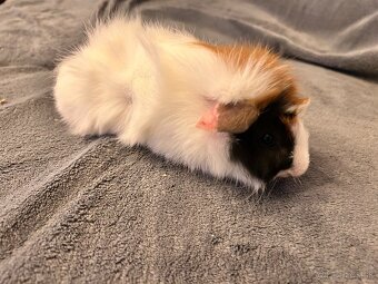 Morča-rozetové samček - 7