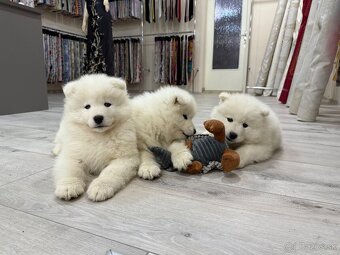 Samojed šteniatka - 7