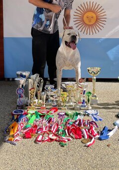 Argentínska doga štěňata, Dogo Argentino, REZERVACE - 7