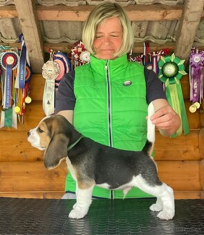 Bigel, bigl, beagle s PP - 7