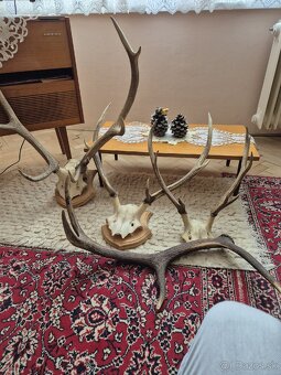Predám trofeje jeleňov - 7