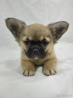 Francúzsky buldoček - 7