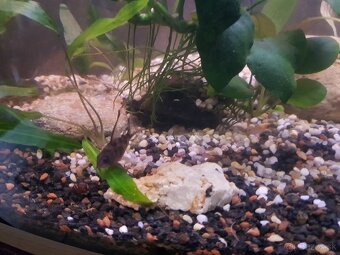 zabehnuté 54 litrové akvárium - 7