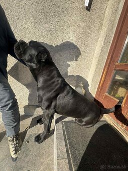 Cane Corso pes na krytie - 7