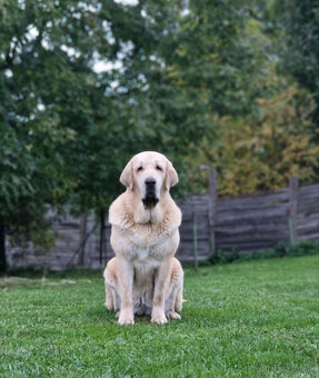 Španielský mastin - pejsci s PP - 7