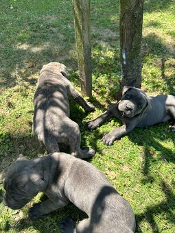 Cane corso - 7