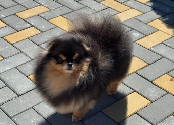 Pomeranian mini Boo - 7