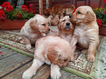 Predám šteniatka zlatý retriever - 7