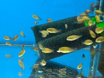 Tropheus Kiriza Gold - 7