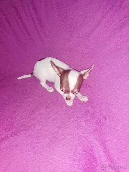 Čivava krátkosrstá - 7