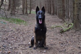 Belgicky ovčiak s PP - 7