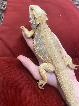 Agama Bradatá Mláďatá hypo + terárium na mieru - 7