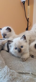 Ragdoll mačiatka, mačka - 7