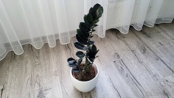 Zamioculcas Raven (čierny) - 7