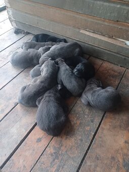 Predám šteniatka Cane Corso + Bandog - 7