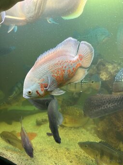 Ocellatus - 7