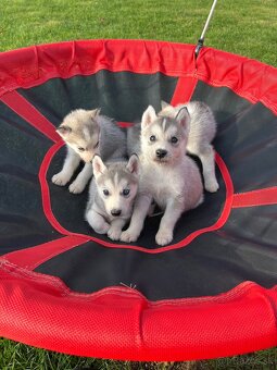 Steniatka sibirsky husky - 7