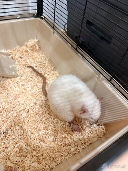 Hľadáme domov pre troch potkaníkov - 7