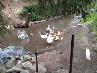 Slovenská biela hus - 7