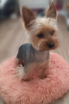 Yorkshire teriér šteniatka - 7