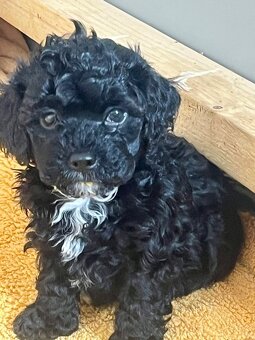 Maltipoo - 7