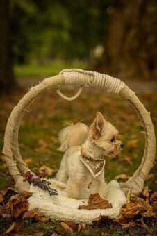 Krytie - Yorkshirsky Teriér - 7