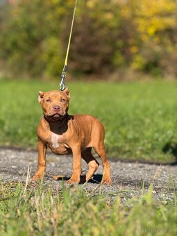 American bully ABKC - 7