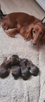 Jazvecik trp.kr. dlhosrsty s PP - 7