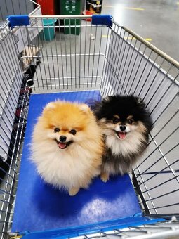 Pomeranian Boo - 7