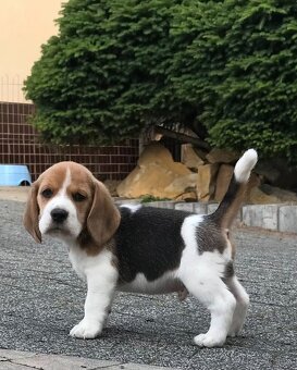 Bigl Bígel Beagle s PP FCI - 7