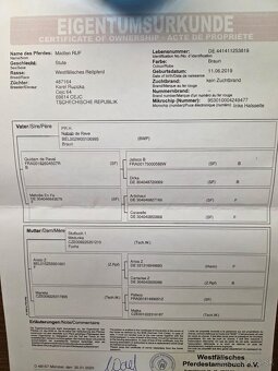 6 ročná kobyla - Madlen RUF - 7