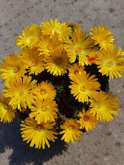 Delosperma - 7