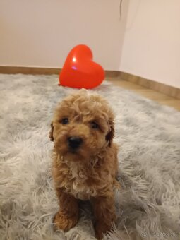 Toy Pudel chalpec - 7