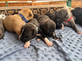 Americký stafordsirsky terier, Stafford, amstaf - 7