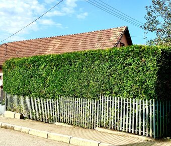 🌿 Profesionálne záhradnícke služby / Záhradník🌿 - 7