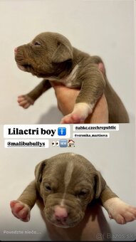 AMERICAN BULLY XL s PP - 7