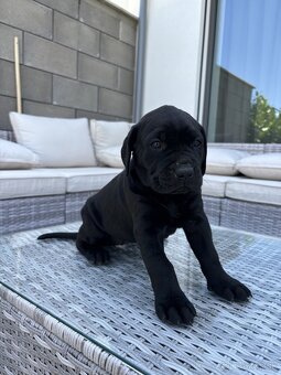 Americky bandog / Bandog - 7