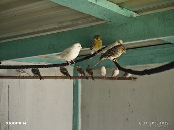 Kanarik žltý achat , žlto zelený - 7