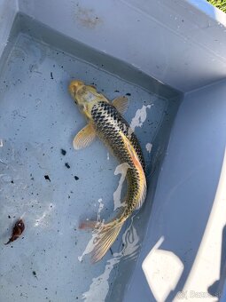 Japonské Koi kapre - 7