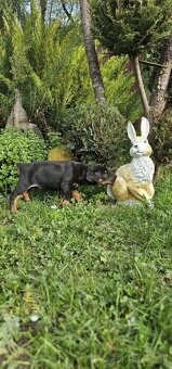 Doberman - 7