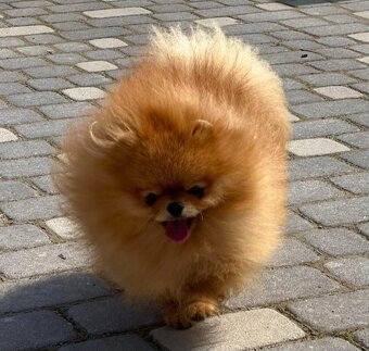 Pomeranian mini - 7