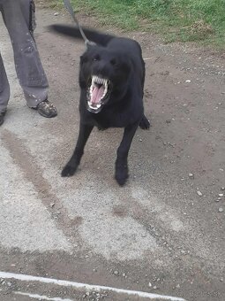 nemecký ovčiak - 7