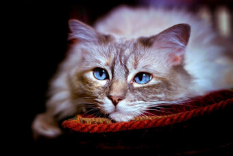 SMC PENTAX 1,8/55mm (ASAHI Japan) ZÁRUKA - TOP stav - 7