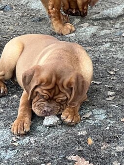 Dogue de Bordeaux s PP holčička Bordeauxská doga - 7