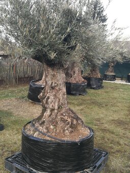 Olivovnik bonsai - 7
