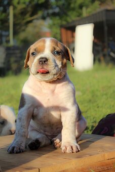 American Bully XL - 7